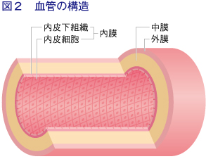 図2：血管の構造